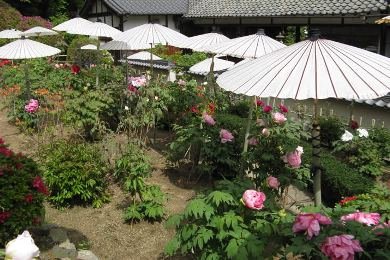 🏯 다이마데라 (當麻寺) 이미지 10